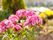 花壇に植えられた花の写真。可愛いピンク色の花が複数植えられており、奥には黄色い花や緑の植物が見える。