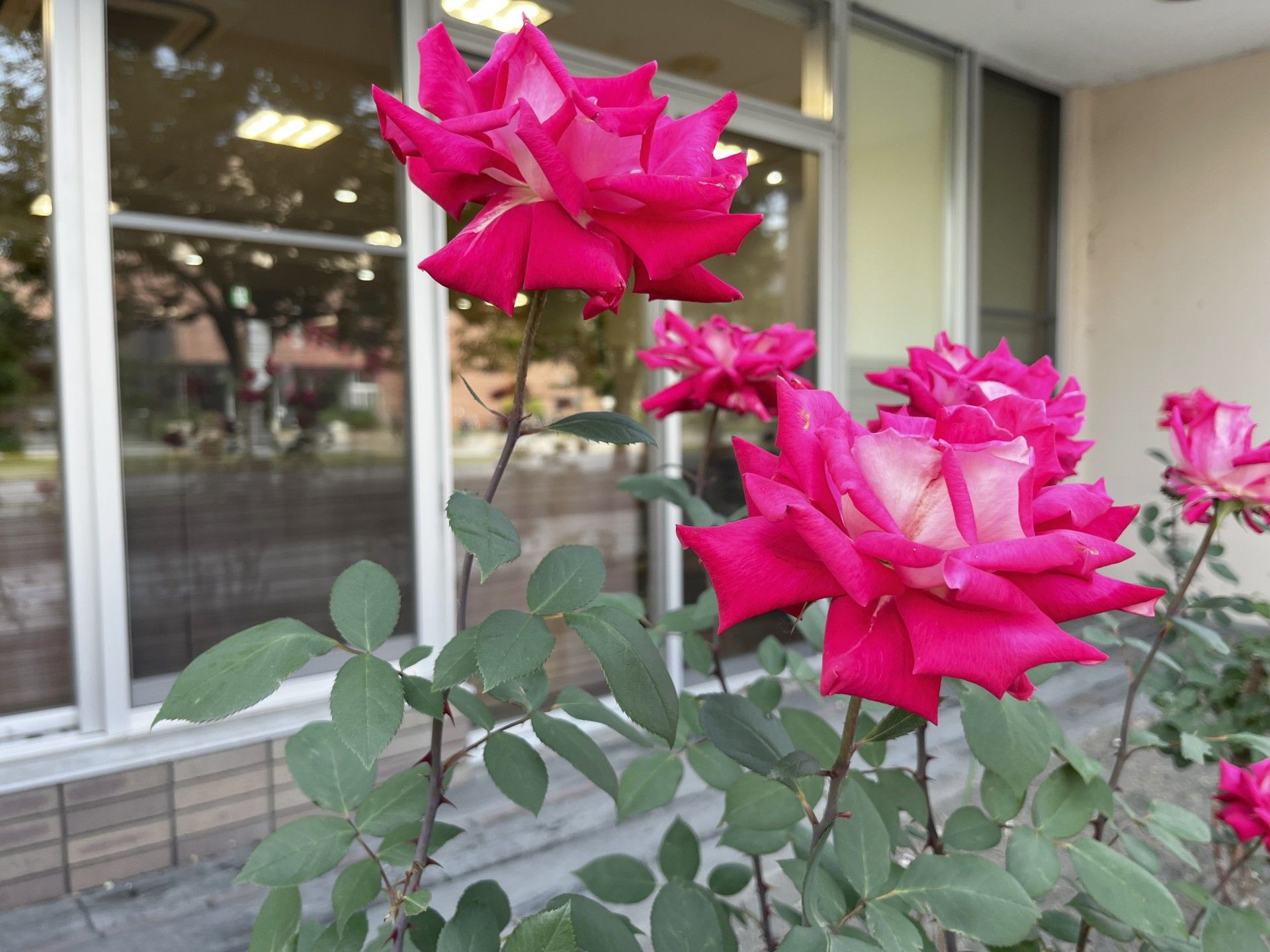 鮮やかなバラの花壇