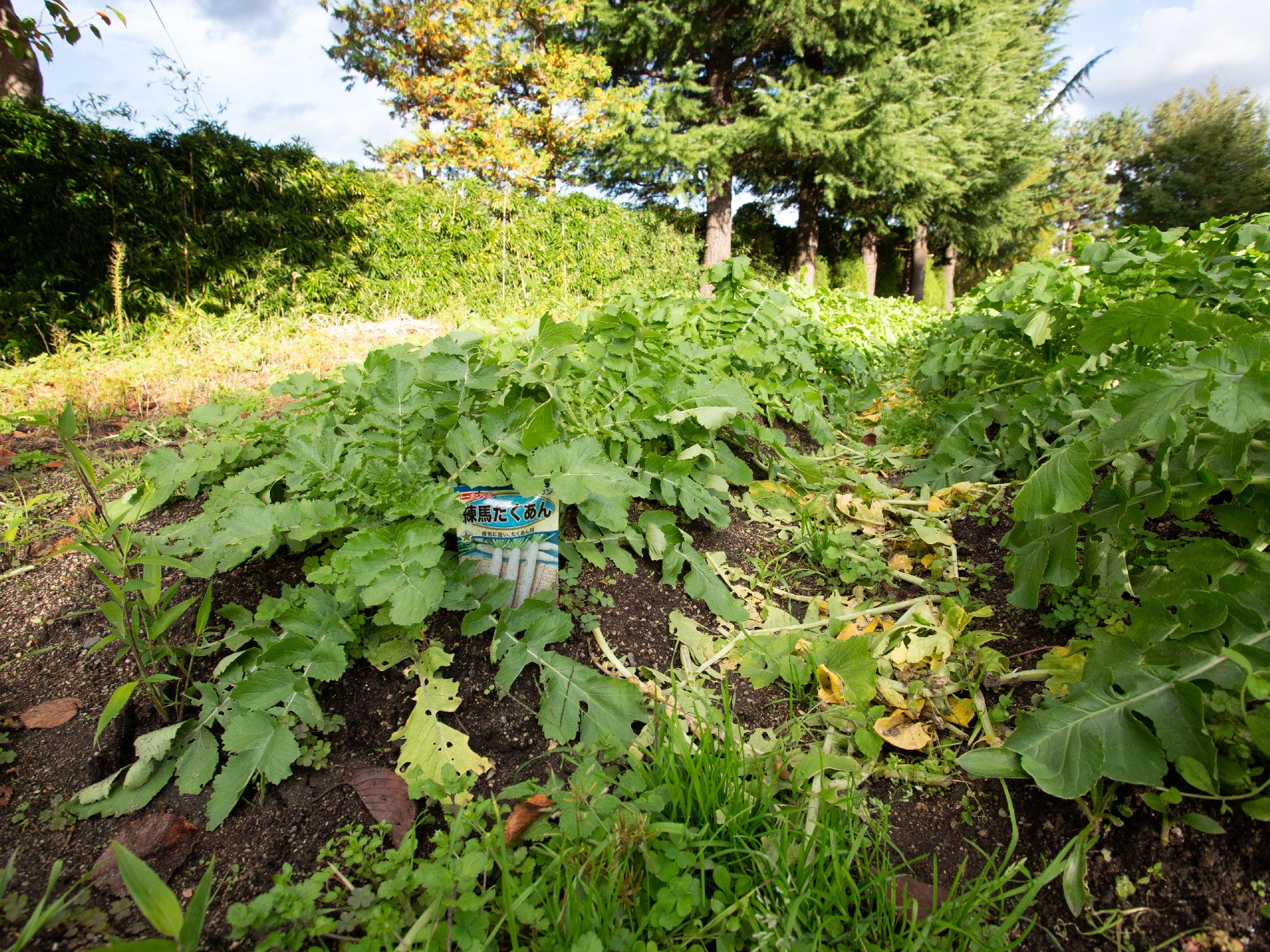 生垣や樹木で囲まれた場所にある、大根を育てている菜園