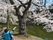 桜と共に過ごすひととき