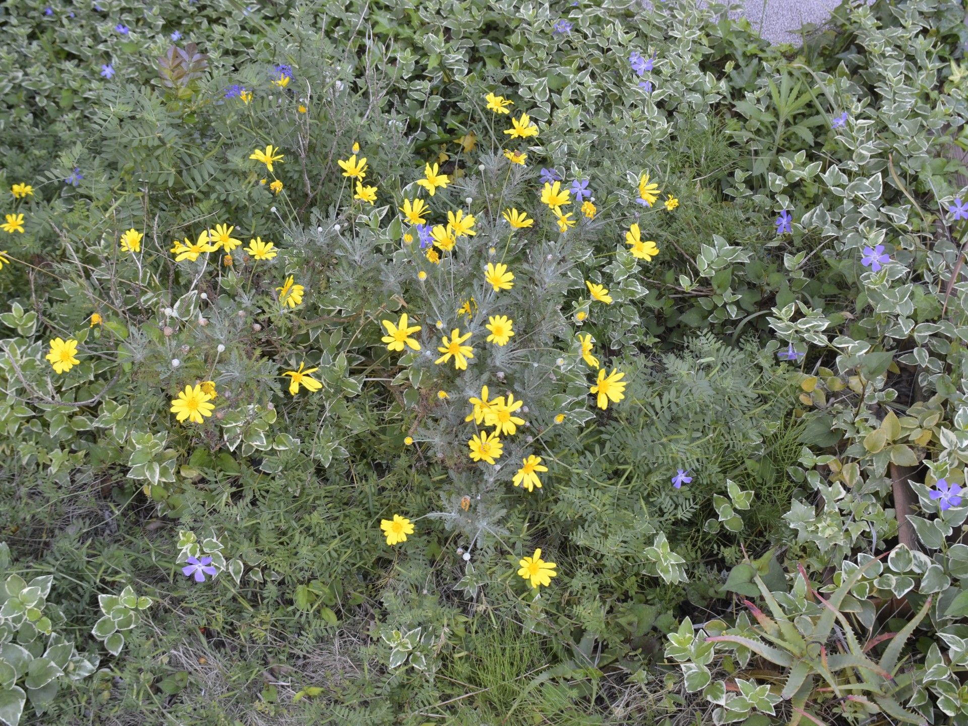色とりどりの花々の庭