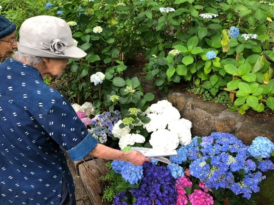帽子をかぶった高齢女性がきれいに咲いたアジサイを見学している様子。アジサイは青や白、紫といろいろな色がある。