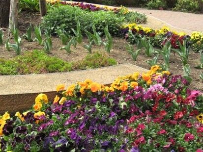 黄色や紫、ピンクのパンジーが植えられた中庭には遊歩道も設置され、よく手入れされている。