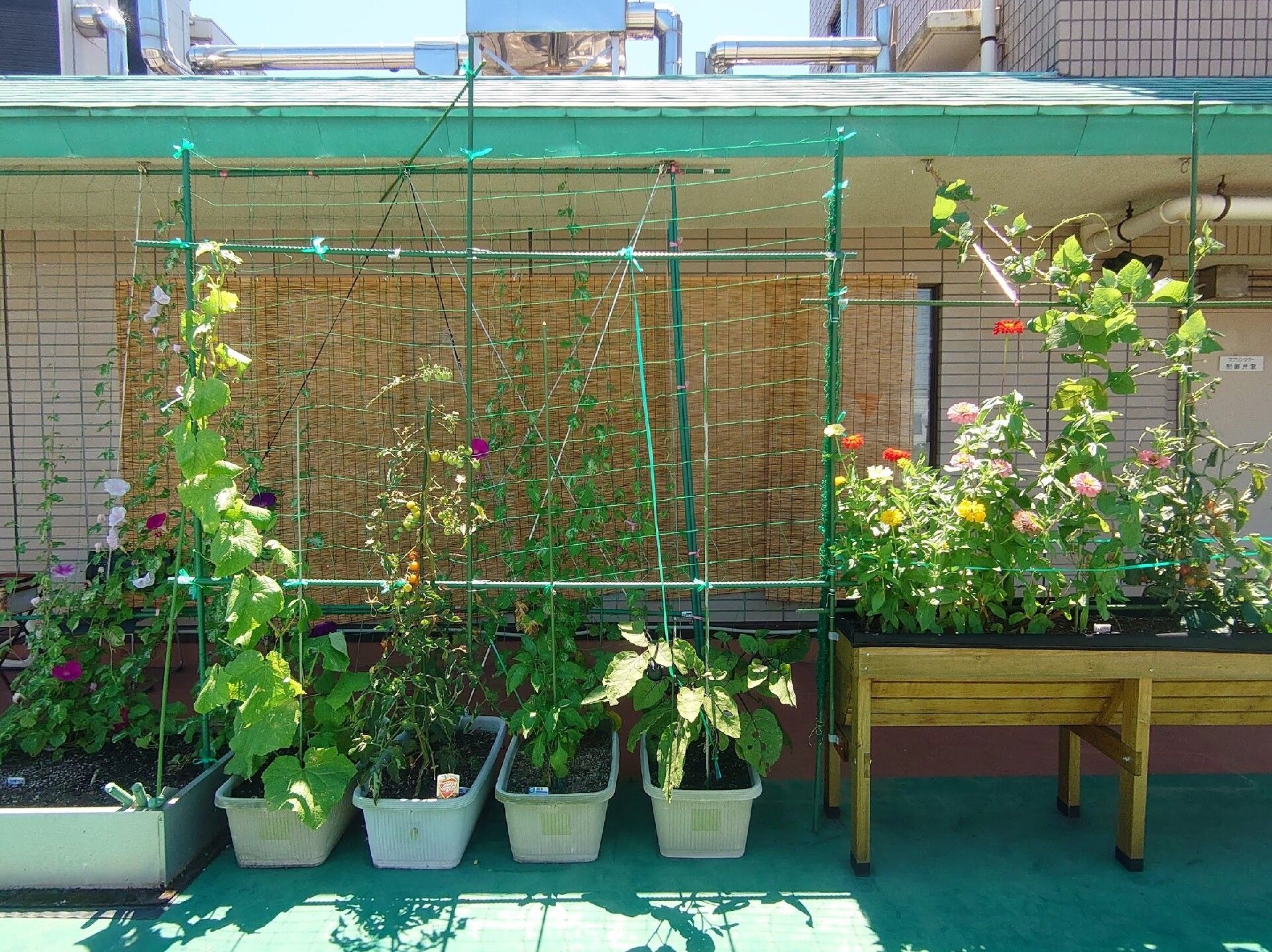植物が植えられたプランターが複数置かれたテラスの一角。車いすの人も作業ができる、背の高いプランターもある。