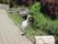 散歩道にいた鳥