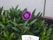 紫色の花が咲く植物