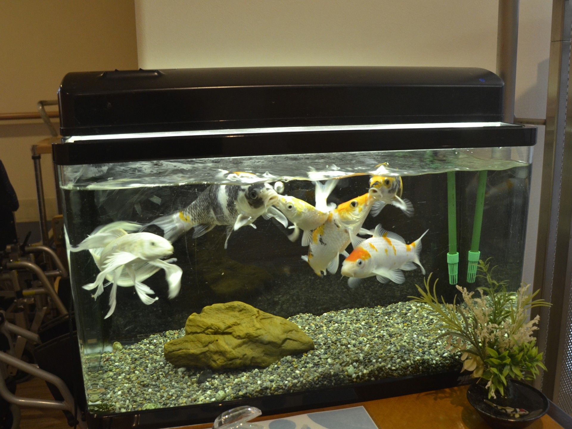 色とりどりの魚が泳ぐ水槽