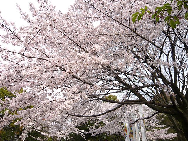 さまざまな樹木を育てている総合公園では、四季折々の表情を楽しめる。春には立派な桜の木に花が咲き、お花見の機会が作れる。