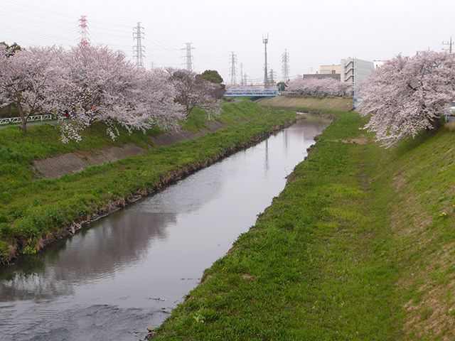 川の上の土手を歩く散歩コースがある。川沿いには桜の木があるので、満開の花が咲く時期に四季が感じられる。