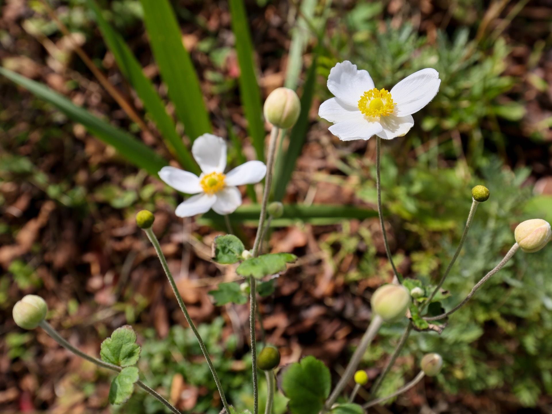 建物の裏手にある庭には、季節ごとに色とりどりの花が咲いている。入居者様は、四季折々の自然を体感できる。