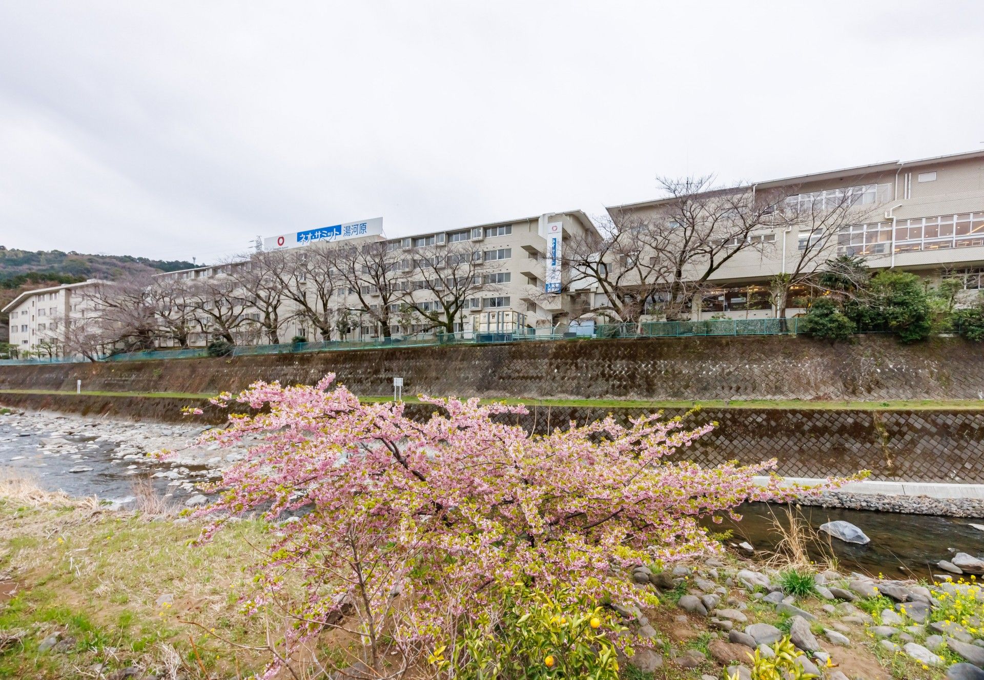 川沿いの建物と桜