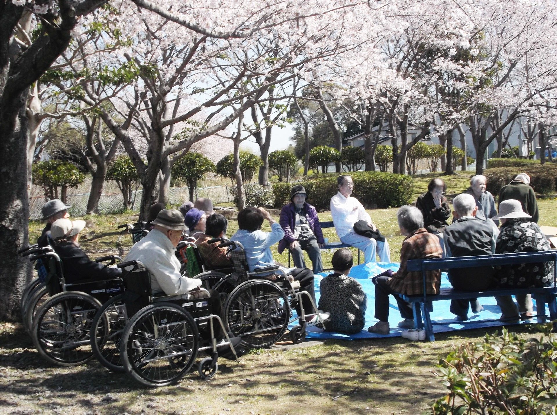 桜の下で車いすや椅子に座った高齢者がお花見をしている。