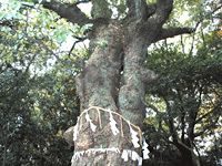 神社の境内の裏には、木々が生い茂り自然豊かな風景が広がっている。その中に樹齢が古い貴重な価値のある樹木が存在感を示している。