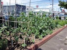 大きめの庭が写っている写真。植物が植えてある畑、花壇のようなスペース