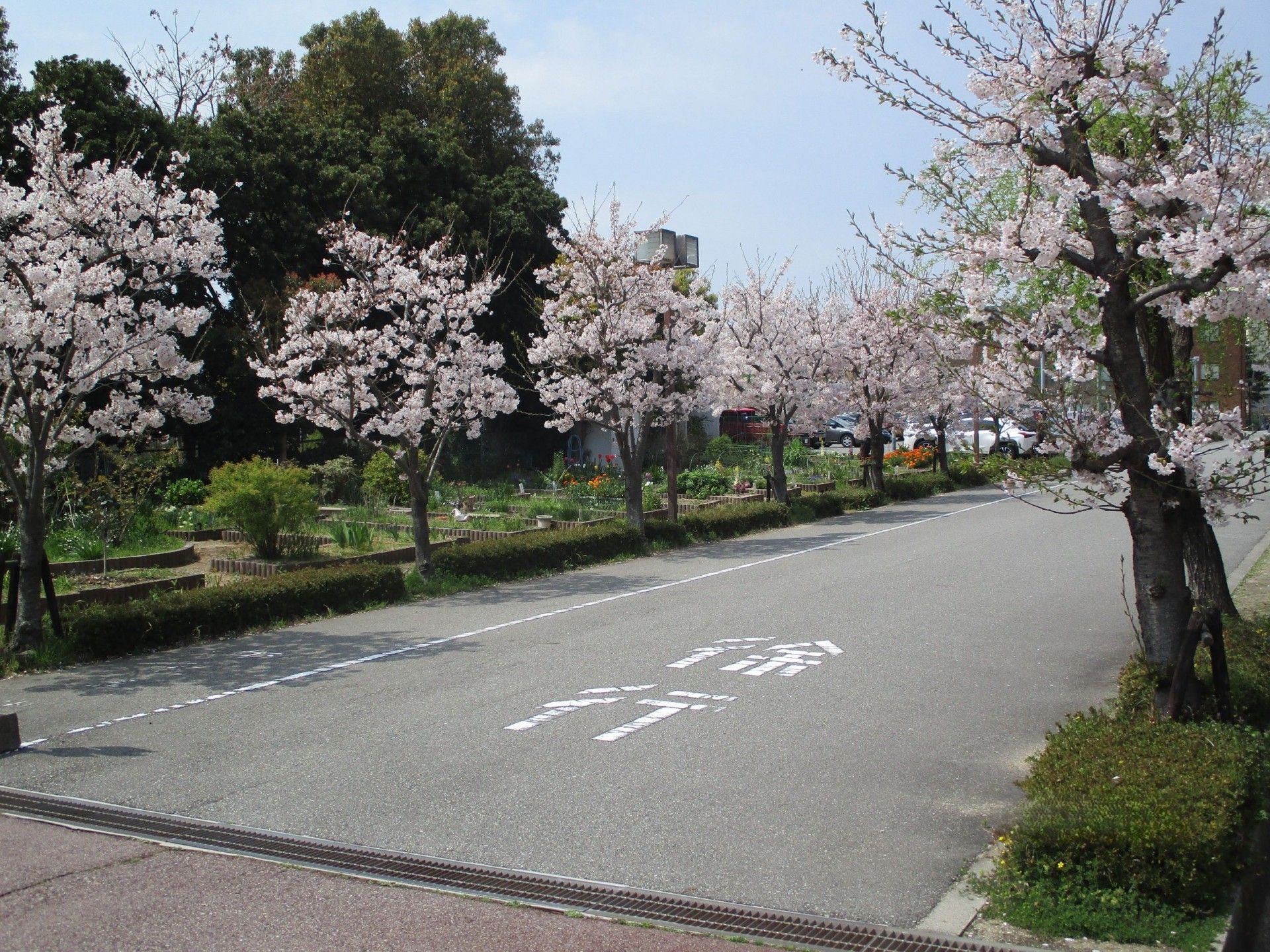 桜並木の小道