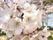 満開の桜の枝