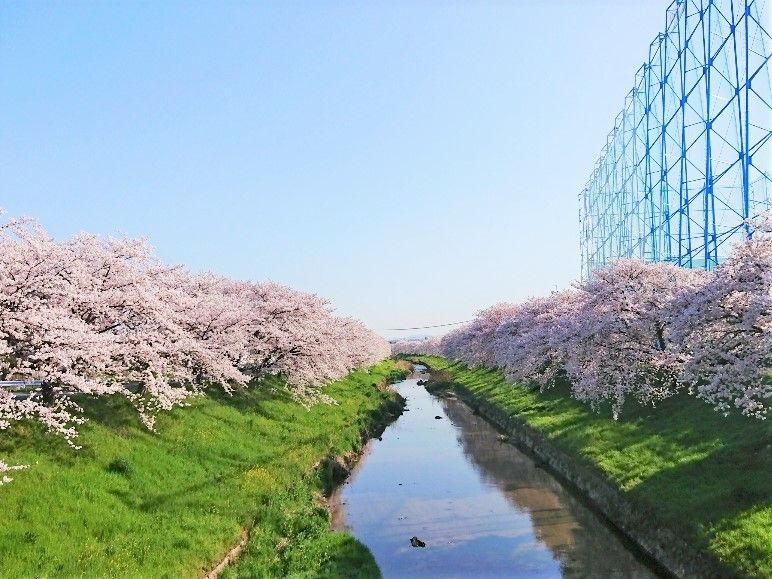 川を中央にして両サイドに見事に咲き誇る桜の木々。