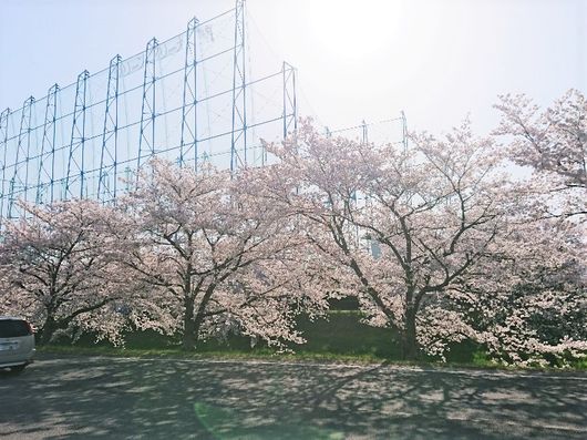 施設の目の前に広がる桜