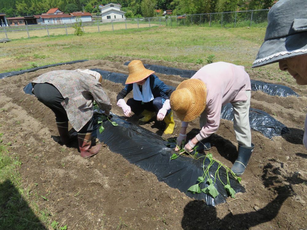 畑にはきれいな畝が作られ、数名の入居者がサツマイモの苗を植えている。