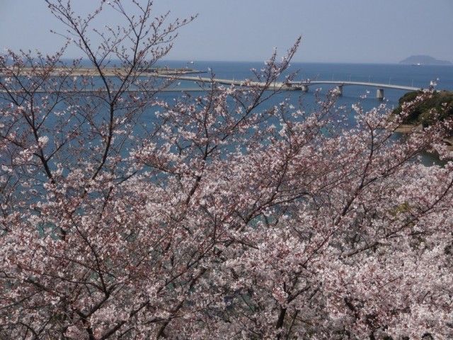 桜並木のある中庭