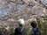 麻雀を楽しむ男性入居者の様子。館内には季節の花も飾られている。