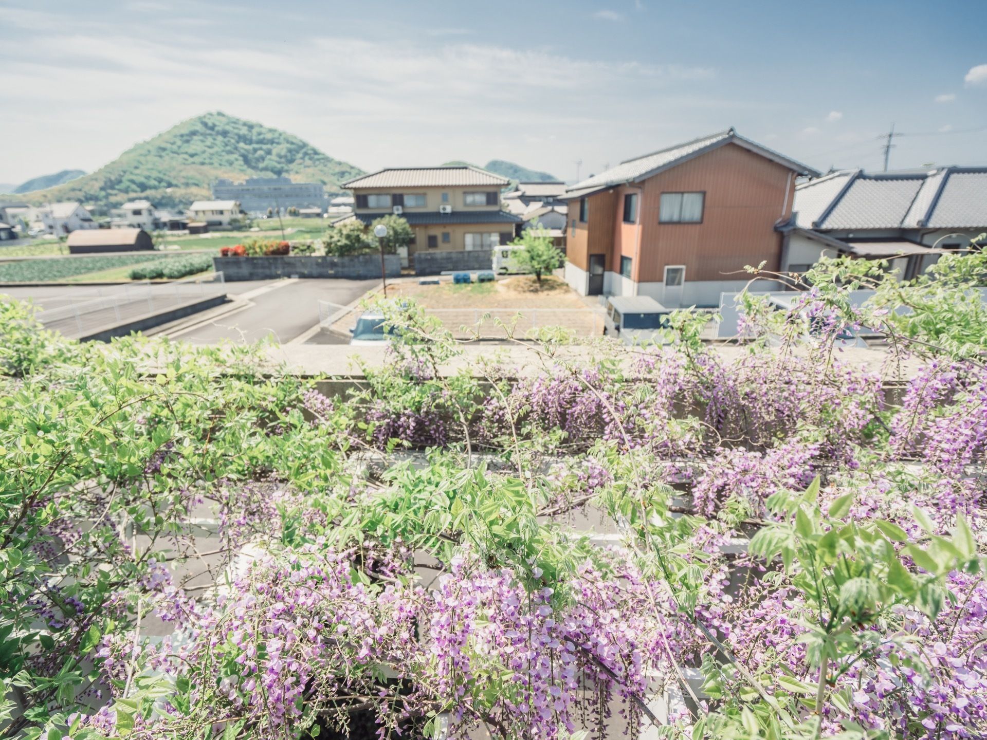 青空が澄み渡る景色である。手前に見頃を迎えた藤の木が生い茂り、奥には山や田畑、住宅地が広がっている。