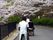 桜並木の散歩道