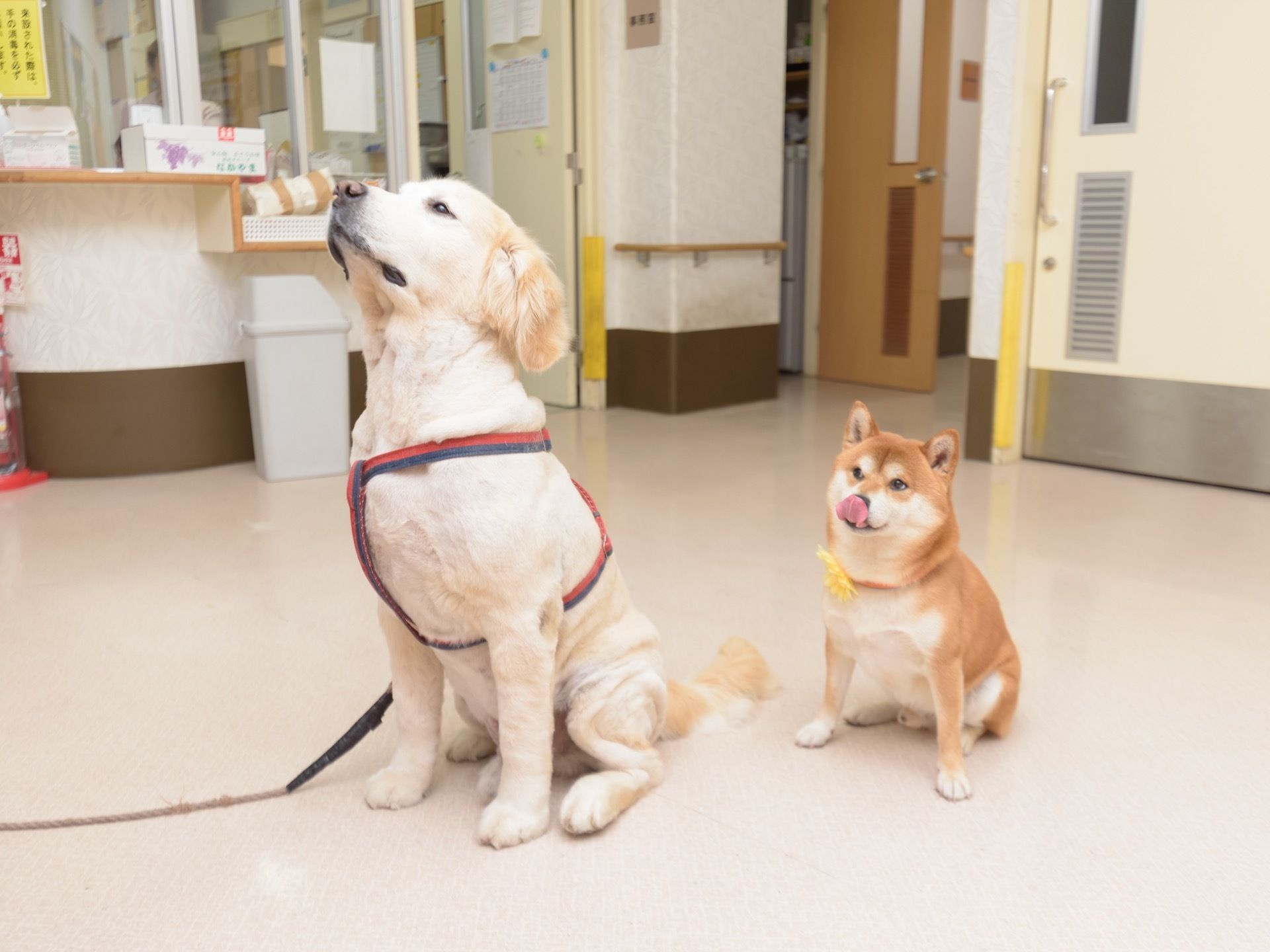 通路には手すりがかかっている。共有スペースの一角に、２頭の犬が座っている。入居者様は施設内で動物と触れ合っていただける。