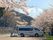 桜並木と送迎車