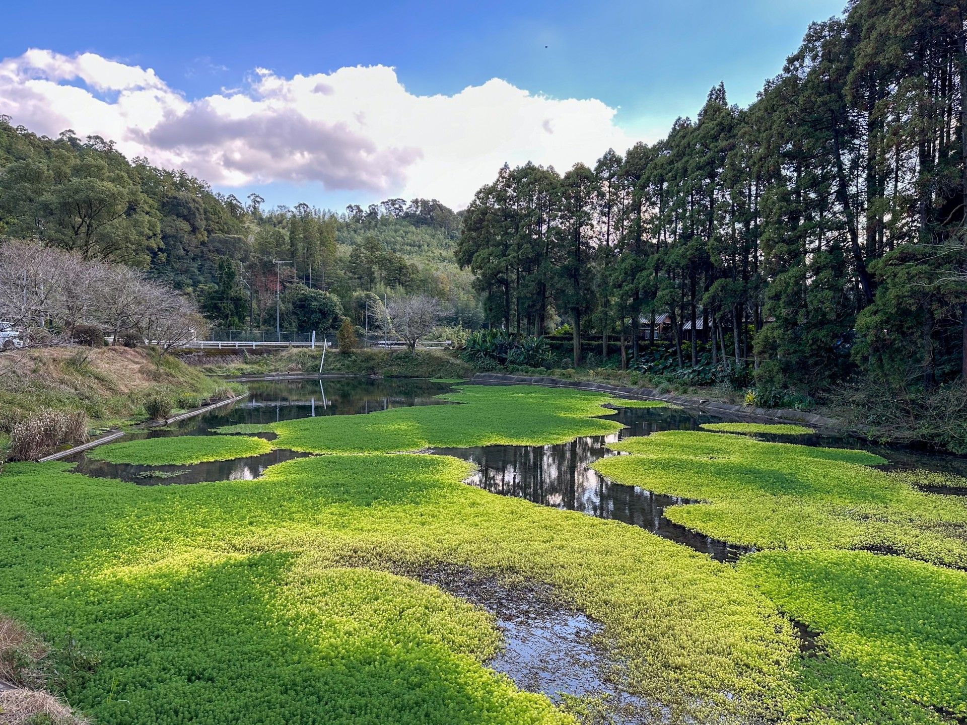 緑豊かな池の風景