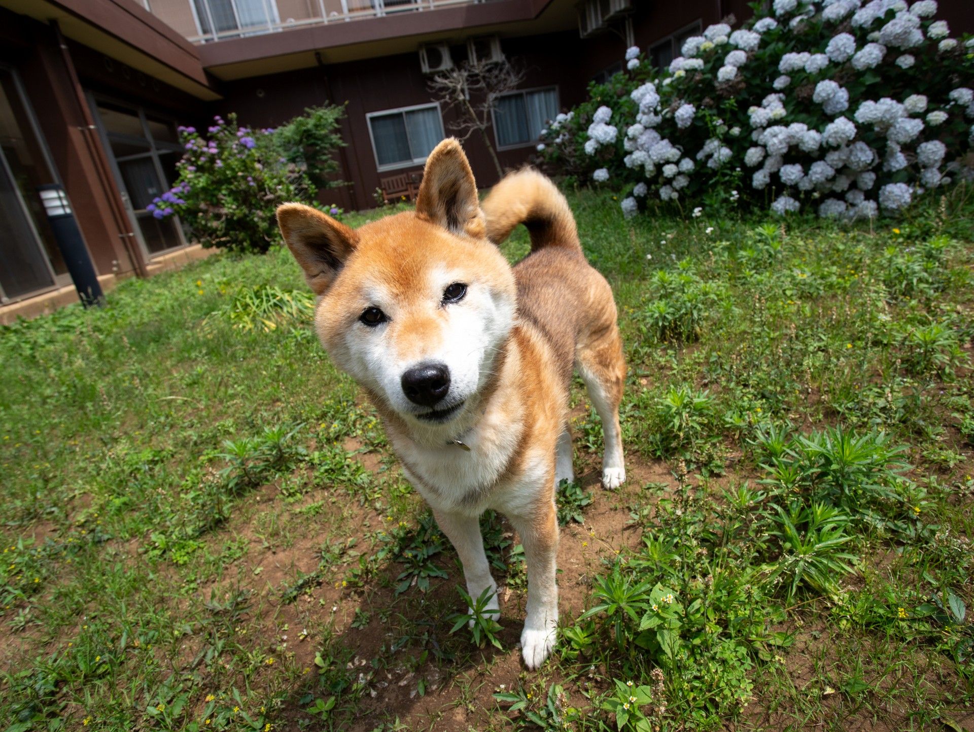 庭で遊ぶ犬