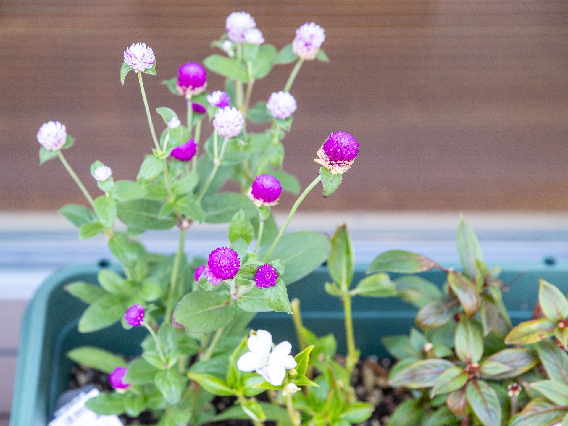 花壇の花