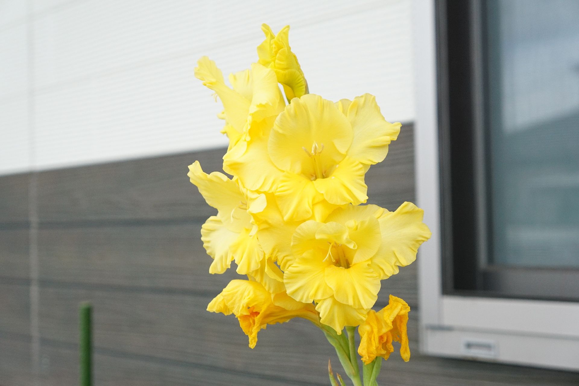 敷地内に整備された花壇で、入居者が中心となって育てている花