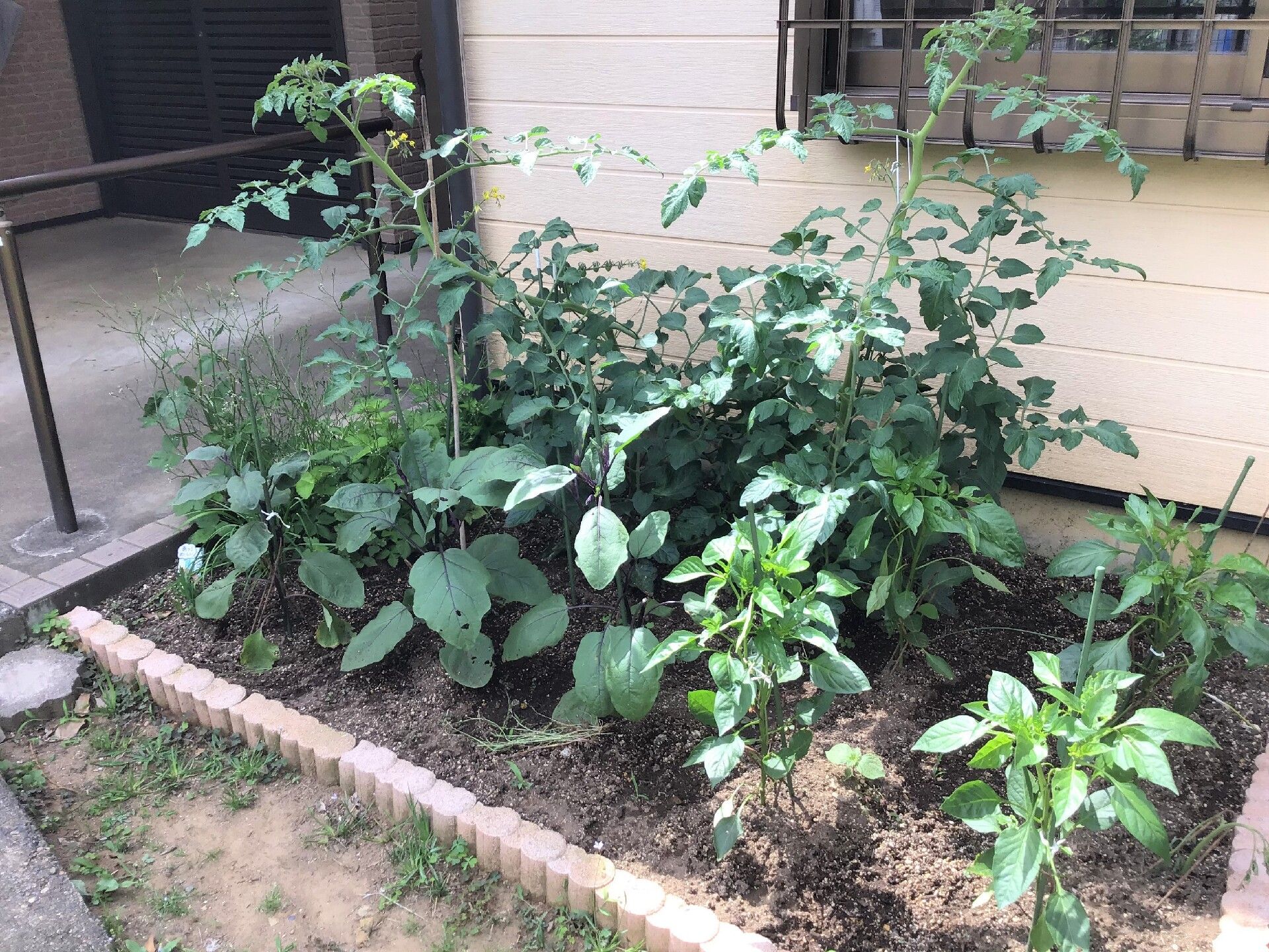 トマトやピーマンなどの夏野菜が植えられた小さな菜園スペース。レンガで菜園スペースを囲んでいる。実はまだなっていないが葉は元気。