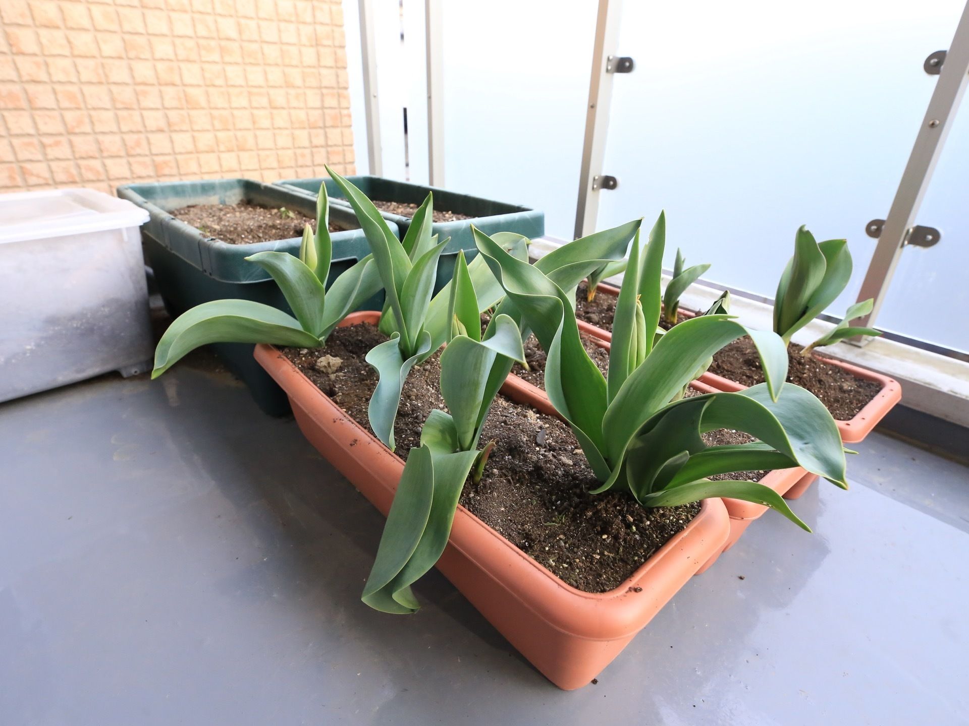 茶色や深緑のプランターにチューリップが植えられている。半透明のプラスチックケースにも土が入れられている。