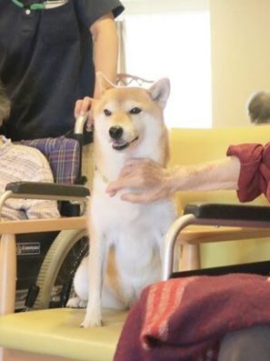 コンパニオンアニマル