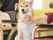 椅子に座って撫でられている茶色い毛の犬