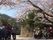 大きな桜の木が満開になっていて、その木の下に置かれた椅子に座っている入居者もいれば立ち上がって眺めている入居者もいる。