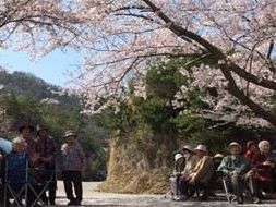 大きな桜の木の周りにいる入居者たちは、座ったり、立ったりして桜の花を眺めている。