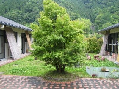 緑豊かな中庭