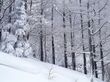 雪に覆われた静かな森