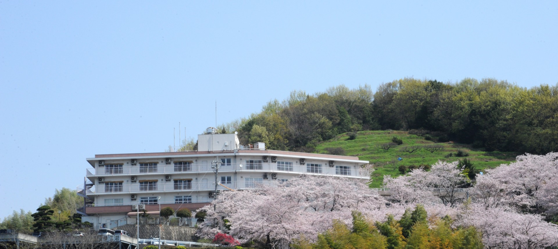 桜に囲まれた建物