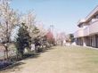 桜並木のある庭