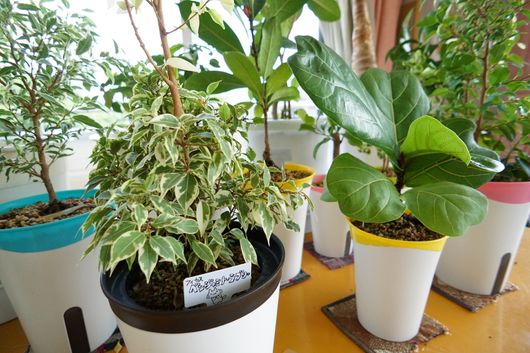 観葉植物