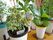 観葉植物のある老人ホーム