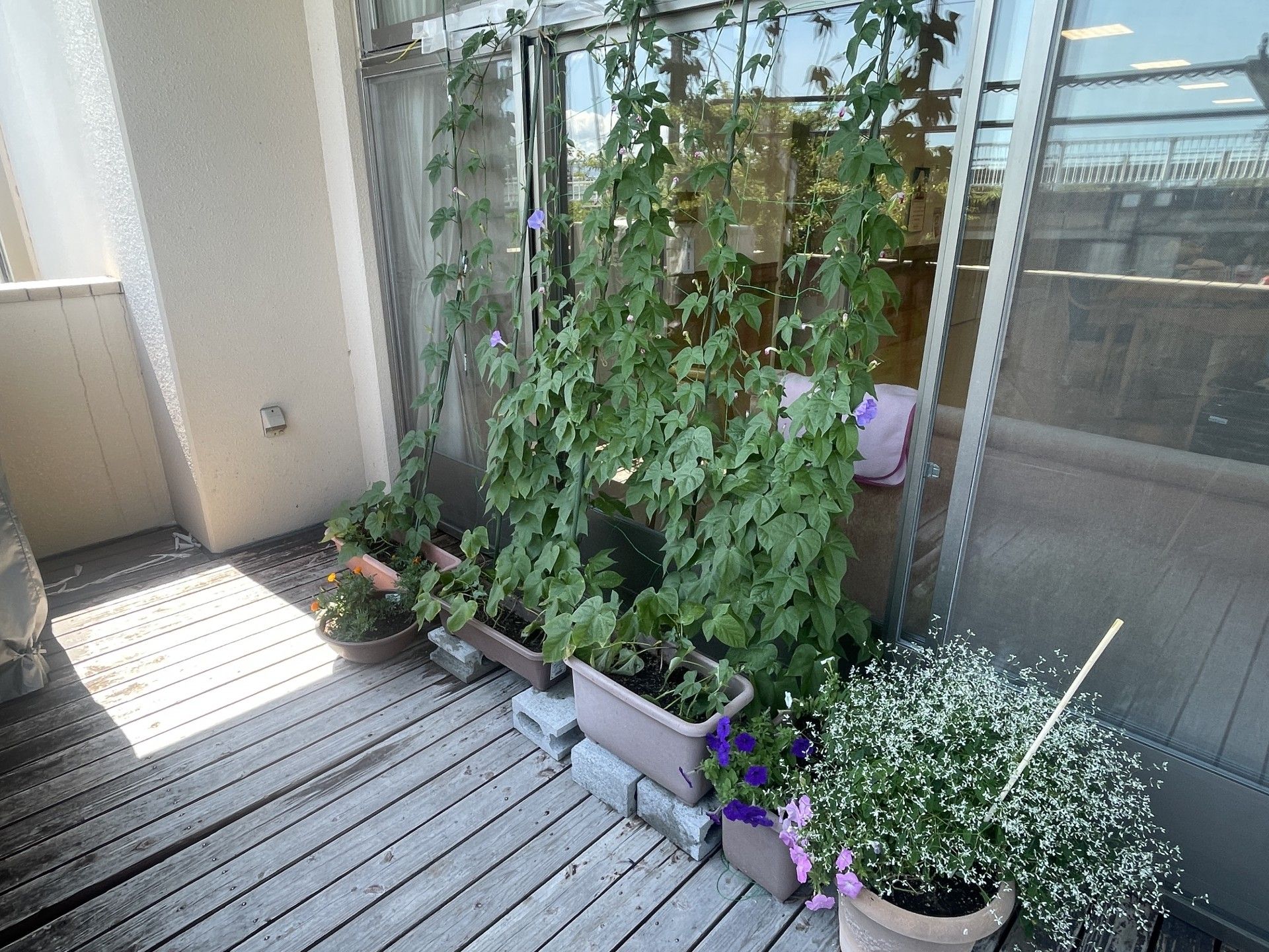 植物が並ぶウッドデッキ