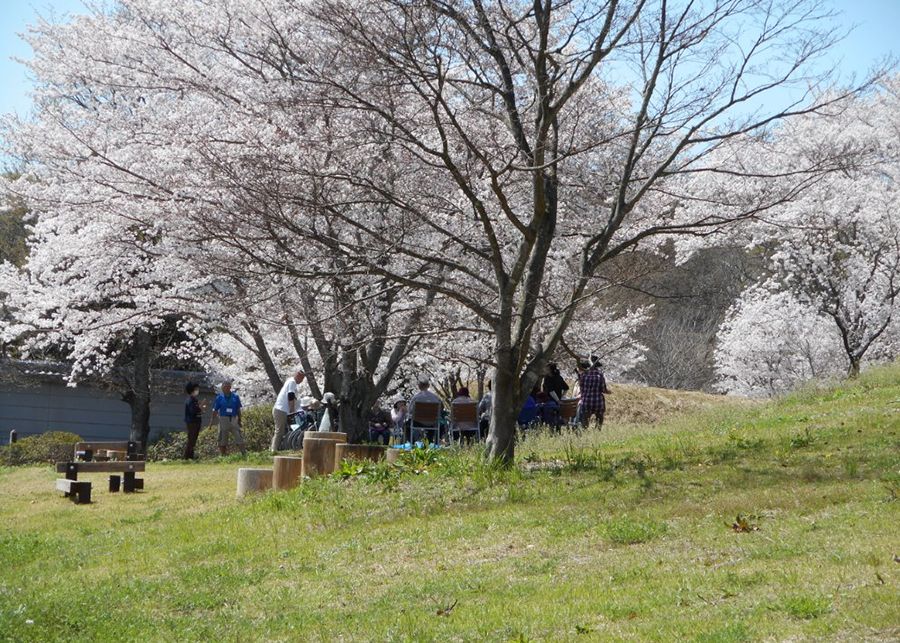 桜の下で過ごすひととき