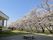 桜並木の庭
