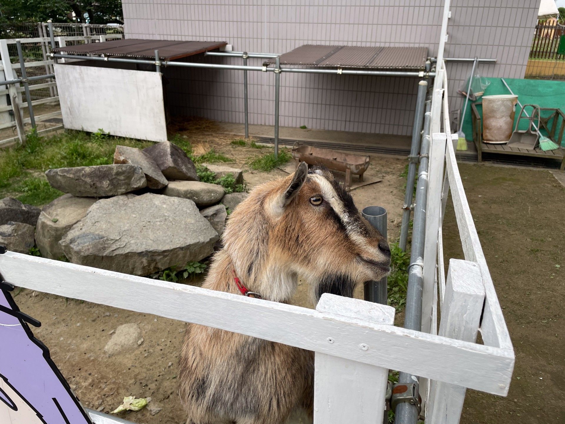 ヤギのいる囲い