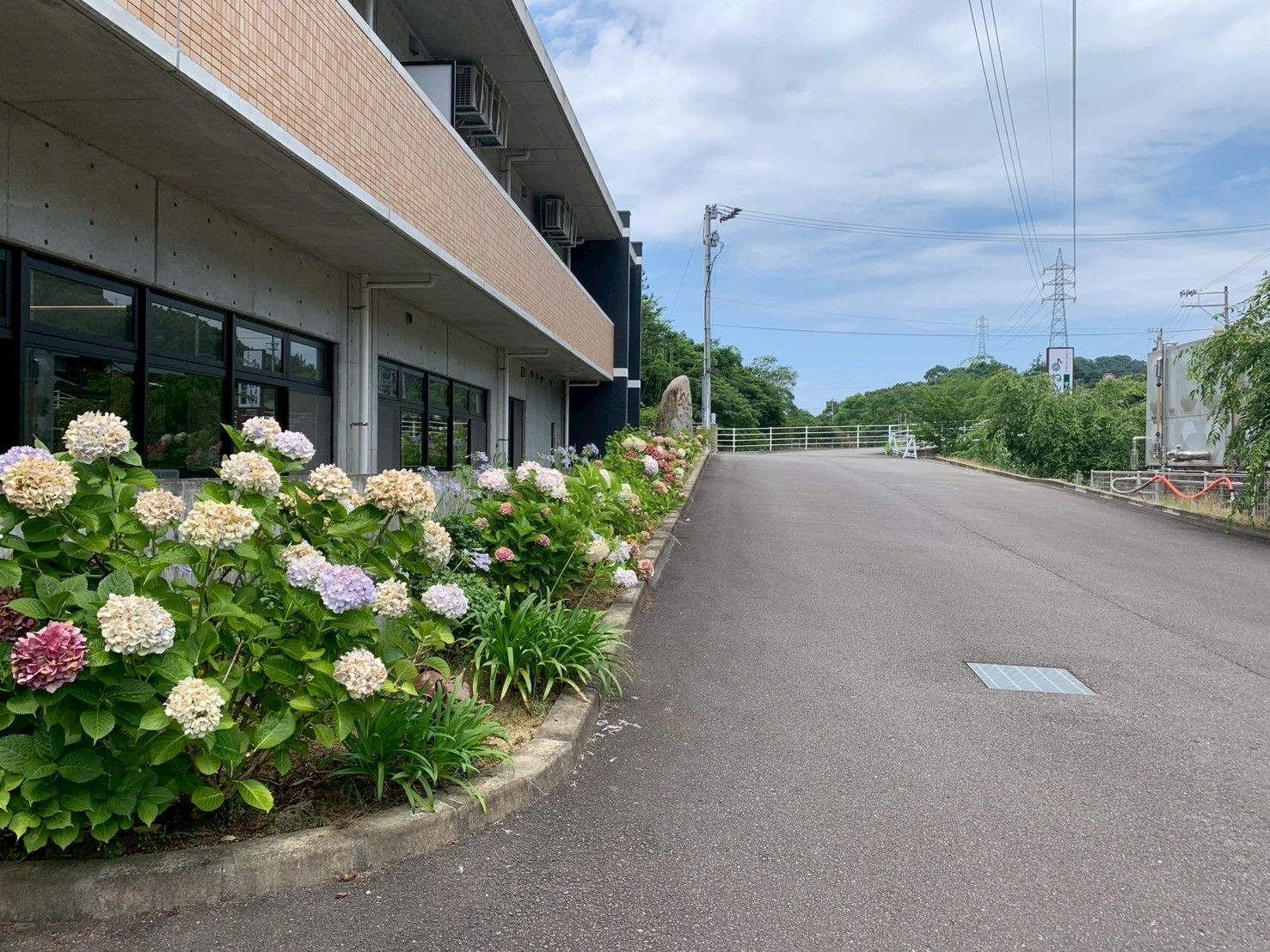 色とりどりの紫陽花が咲く道